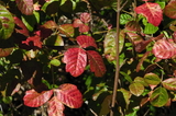 Poison Oak