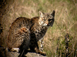 Wild Bobcat