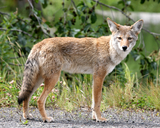 Wild coyote in Alaska