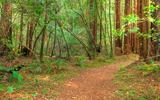 Big Tree Trail