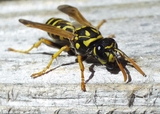 Yellowjacket resting on a log