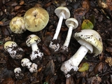 Death Cap Mushrooms