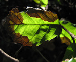 Sudden Oak Death